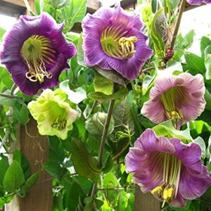 Seeds Cathedral Bellx Mix Cup and Saucer Vine (Cobea) Flowers Beautiful Hanging Annual Garden for Planting Non GMO