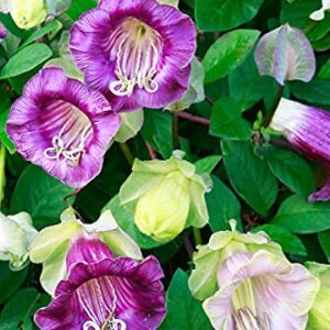 Seeds Cathedral Bellx Mix Cup and Saucer Vine (Cobea) Flowers Beautiful Hanging Annual Garden for Planting Non GMO