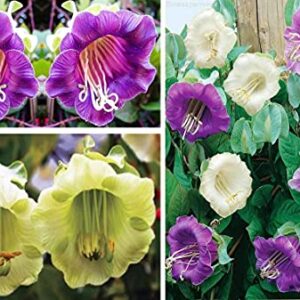 Seeds Cathedral Bellx Mix Cup and Saucer Vine (Cobea) Flowers Beautiful Hanging Annual Garden for Planting Non GMO