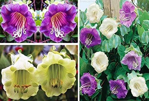 Seeds Cathedral Bellx Mix Cup and Saucer Vine (Cobea) Flowers Beautiful Hanging Annual Garden for Planting Non GMO