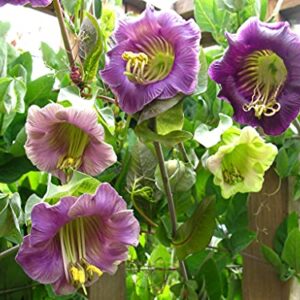 Seeds Cathedral Bellx Mix Cup and Saucer Vine (Cobea) Flowers Beautiful Hanging Annual Garden for Planting Non GMO