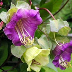 Seeds Cathedral Bellx Mix Cup and Saucer Vine (Cobea) Flowers Beautiful Hanging Annual Garden for Planting Non GMO