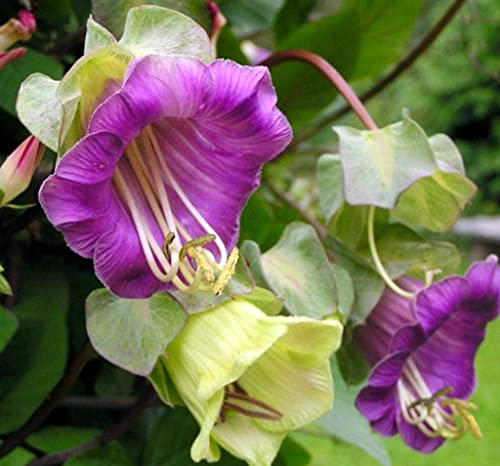 Seeds Cathedral Bellx Mix Cup and Saucer Vine (Cobea) Flowers Beautiful Hanging Annual Garden for Planting Non GMO