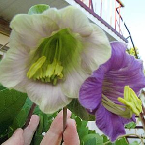 Seeds Cathedral Bellx Mix Cup and Saucer Vine (Cobea) Flowers Beautiful Hanging Annual Garden for Planting Non GMO