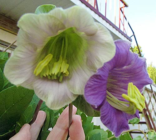 Seeds Cathedral Bellx Mix Cup and Saucer Vine (Cobea) Flowers Beautiful Hanging Annual Garden for Planting Non GMO