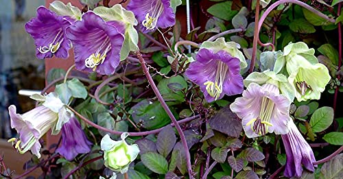 Seeds Cathedral Bellx Mix Cup and Saucer Vine (Cobea) Flowers Beautiful Hanging Annual Garden for Planting Non GMO