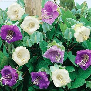 Seeds Cathedral Bellx Mix Cup and Saucer Vine (Cobea) Flowers Beautiful Hanging Annual Garden for Planting Non GMO