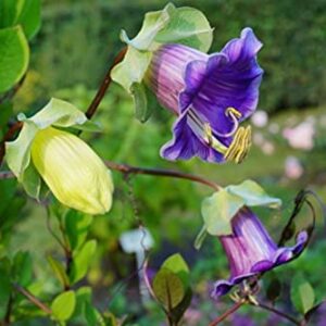 Seeds Cathedral Bellx Mix Cup and Saucer Vine (Cobea) Flowers Beautiful Hanging Annual Garden for Planting Non GMO