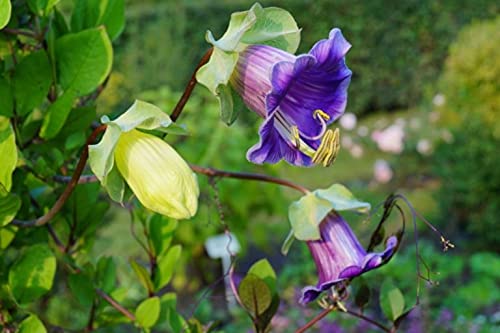 Seeds Cathedral Bellx Mix Cup and Saucer Vine (Cobea) Flowers Beautiful Hanging Annual Garden for Planting Non GMO