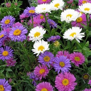 outsidepride perennial aster alpinus mix garden flowers for rock gardens & container plants – 2000 seeds