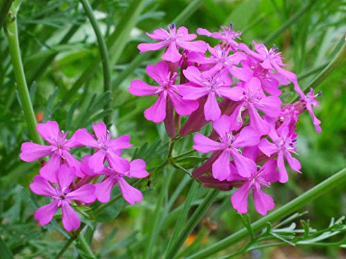 Catchfly Flower Seeds for Planting, 3000+ Seeds Per Packet, (Isla's Garden Seeds), Non GMO & Heirloom Seeds, Scientific Name: Silene, Great Home Flower Garden Gift