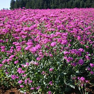 Catchfly Flower Seeds for Planting, 3000+ Seeds Per Packet, (Isla's Garden Seeds), Non GMO & Heirloom Seeds, Scientific Name: Silene, Great Home Flower Garden Gift