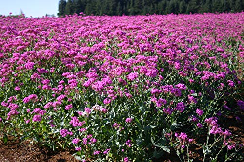 Catchfly Flower Seeds for Planting, 3000+ Seeds Per Packet, (Isla's Garden Seeds), Non GMO & Heirloom Seeds, Scientific Name: Silene, Great Home Flower Garden Gift