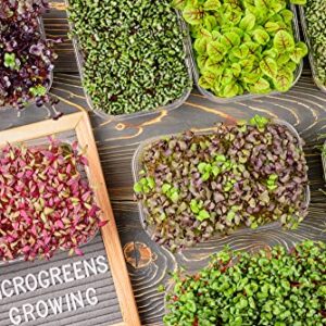 "Spicy Salad Mix" Microgreens Blend of Seeds, 300+ Heirloom Seeds Per Packet, (Isla's Garden Seeds), Non GMO Seeds, Great Indoor/Outdoor Home Garden Gift