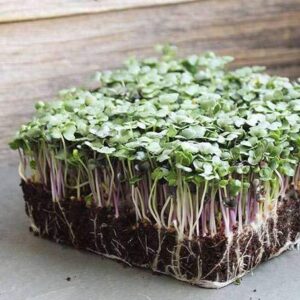 "Spicy Salad Mix" Microgreens Blend of Seeds, 300+ Heirloom Seeds Per Packet, (Isla's Garden Seeds), Non GMO Seeds, Great Indoor/Outdoor Home Garden Gift