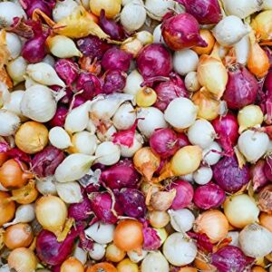 Onion Sets, MIX, Red,Yellow,White (30 Bulbs) Garden Vegetable