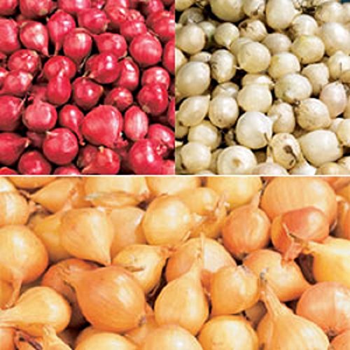 Onion Sets, MIX, Red,Yellow,White (30 Bulbs) Garden Vegetable