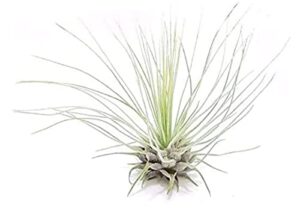 the drunken gnome air plants – fucshii – 5 pack – air purifying flowering tillandsia for terrarium, fairy garden starter kit, home office, indoor outdoor, corporate gift (5 pack)