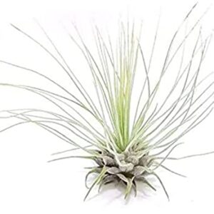 The Drunken Gnome AIR Plants – FUCSHII – 5 Pack - air Purifying Flowering Tillandsia for Terrarium, Fairy Garden Starter kit, Home Office, Indoor Outdoor, Corporate Gift (5 Pack)