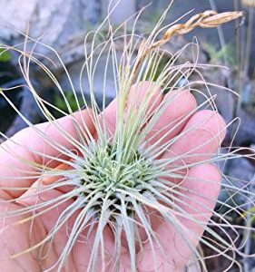 The Drunken Gnome AIR Plants – FUCSHII – 5 Pack - air Purifying Flowering Tillandsia for Terrarium, Fairy Garden Starter kit, Home Office, Indoor Outdoor, Corporate Gift (5 Pack)