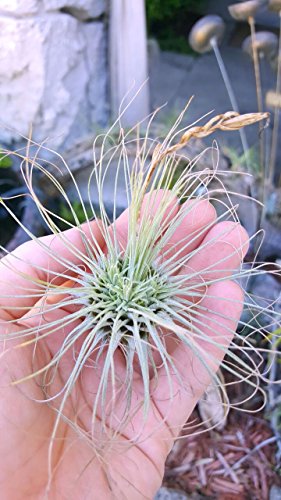 The Drunken Gnome AIR Plants – FUCSHII – 5 Pack - air Purifying Flowering Tillandsia for Terrarium, Fairy Garden Starter kit, Home Office, Indoor Outdoor, Corporate Gift (5 Pack)