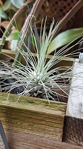 The Drunken Gnome AIR Plants – FUCSHII – 5 Pack - air Purifying Flowering Tillandsia for Terrarium, Fairy Garden Starter kit, Home Office, Indoor Outdoor, Corporate Gift (5 Pack)