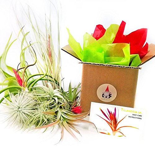 The Drunken Gnome AIR Plants – FUCSHII – 5 Pack - air Purifying Flowering Tillandsia for Terrarium, Fairy Garden Starter kit, Home Office, Indoor Outdoor, Corporate Gift (5 Pack)