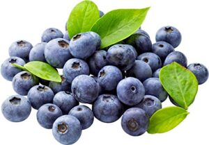southern blueberry 50 seeds – blueberries organic seeds for planting, blueberries fresh fruit seeds, non gmo berry seeds, dwarf blueberry bush seeds for planting indoors