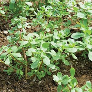 david’s garden seeds greens leafy purslane red gruner fba-7439 (green) 200 non-gmo, heirloom seeds