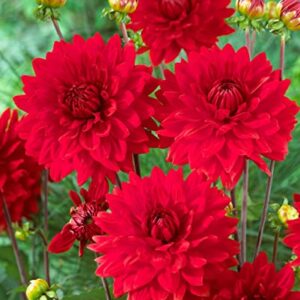 Votaniki Garden Wonder Dahlia Bulbs - Stunning Dahlia Blooms, Large Flowering Dahlia Bulbs | Perennial Flower, Prefect for Cut, Easy to Grow, Attracts pollinators (1 Pack)