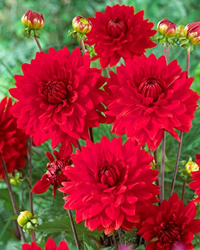 Votaniki Garden Wonder Dahlia Bulbs - Stunning Dahlia Blooms, Large Flowering Dahlia Bulbs | Perennial Flower, Prefect for Cut, Easy to Grow, Attracts pollinators (1 Pack)