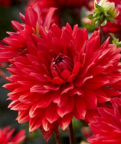 Votaniki Garden Wonder Dahlia Bulbs - Stunning Dahlia Blooms, Large Flowering Dahlia Bulbs | Perennial Flower, Prefect for Cut, Easy to Grow, Attracts pollinators (1 Pack)