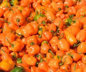 orange habanero pepper superhot spicy chili #68 (30+ seeds, or 1/4 gram)