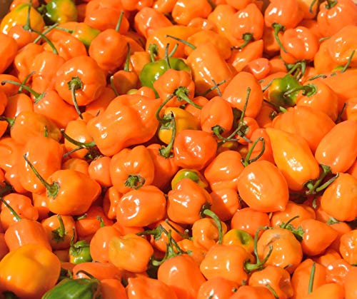 Orange Habanero Pepper Superhot Spicy Chili #68 (30+ Seeds, or 1/4 Gram)