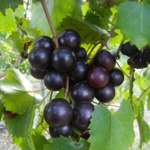 20 Red Noble Muscadine Grape Vine Cuttings Planting Ornaments Garden Perennials Simple to Grow Pots Gift