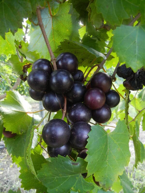 20 Red Noble Muscadine Grape Vine Cuttings Planting Ornaments Garden Perennials Simple to Grow Pots Gift