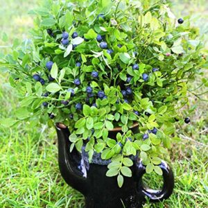 outsidepride perennial northern highbush blueberry fruit garden plants – 1000 seeds