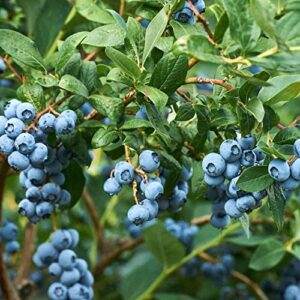 Outsidepride Perennial Northern Highbush Blueberry Fruit Garden Plants - 1000 Seeds