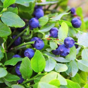 Outsidepride Perennial Northern Highbush Blueberry Fruit Garden Plants - 1000 Seeds