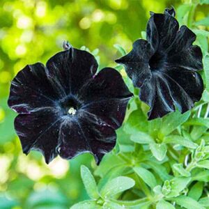 qauzuy garden 100 seeds rare petunia seeds black cat petunia flower seeds beautiful perennial annual petunia plant seeds- easy to grow& maintain