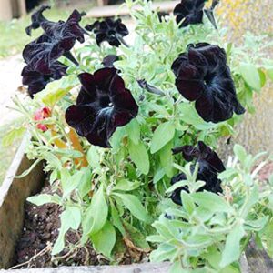 QAUZUY GARDEN 100 Seeds Rare Petunia Seeds Black Cat Petunia Flower Seeds Beautiful Perennial Annual Petunia Plant Seeds- Easy to Grow& Maintain