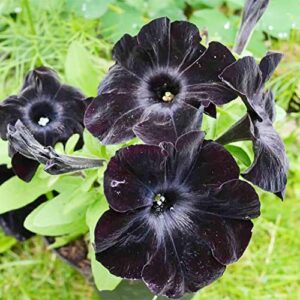 QAUZUY GARDEN 100 Seeds Rare Petunia Seeds Black Cat Petunia Flower Seeds Beautiful Perennial Annual Petunia Plant Seeds- Easy to Grow& Maintain