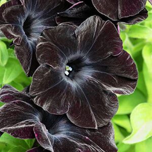 QAUZUY GARDEN 100 Seeds Rare Petunia Seeds Black Cat Petunia Flower Seeds Beautiful Perennial Annual Petunia Plant Seeds- Easy to Grow& Maintain