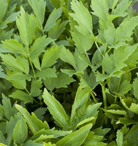 outsidepride perennial levisticum lovage culinary herb garden plants used for flavoring & salt substitute – 1000 seeds