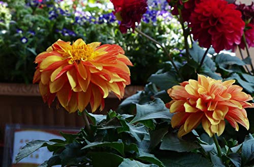 Dahlia Seeds Compound Petals Multi-Color Mixed Individually Packaged （1000+ Outdoor Garden Potted Plants Non-GMO)