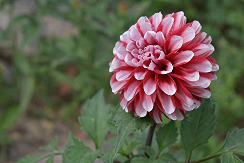 Dahlia Seeds Compound Petals Multi-Color Mixed Individually Packaged （1000+ Outdoor Garden Potted Plants Non-GMO)