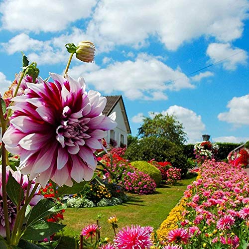 Dahlia Seeds Compound Petals Multi-Color Mixed Individually Packaged （1000+ Outdoor Garden Potted Plants Non-GMO)