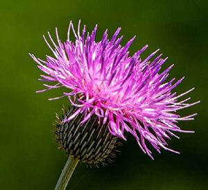 david’s garden seeds flower native texas thistle fba-4537 (purple) 50 non-gmo, heirloom seeds