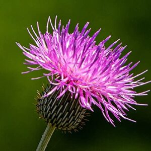 David's Garden Seeds Flower Native Texas Thistle FBA-4537 (Purple) 50 Non-GMO, Heirloom Seeds