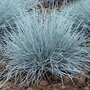 chuxay garden festuca glauca-blue fescue grass 50 seeds all season ornamental grass seed